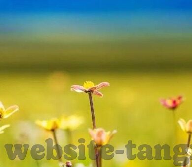 www麻豆av-深入网络世界的双刃剑——论色情内容的两面性